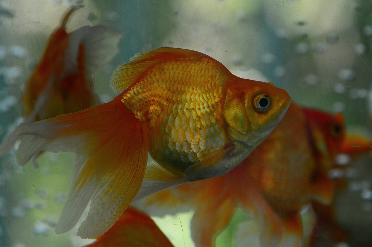 动物园的观赏鱼。