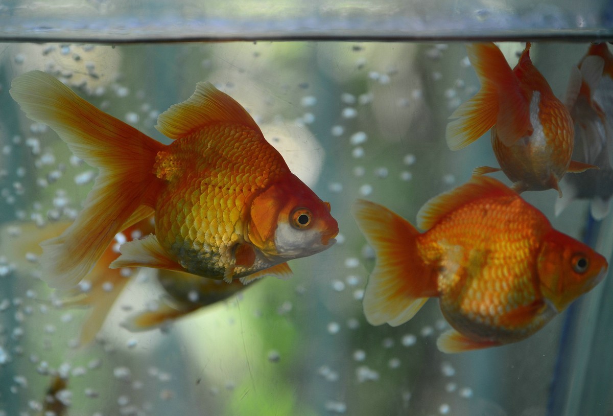 动物园的观赏鱼。