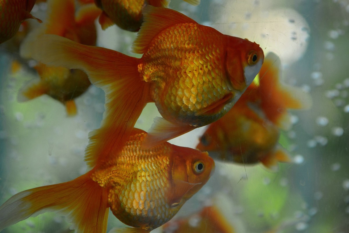 动物园的观赏鱼。