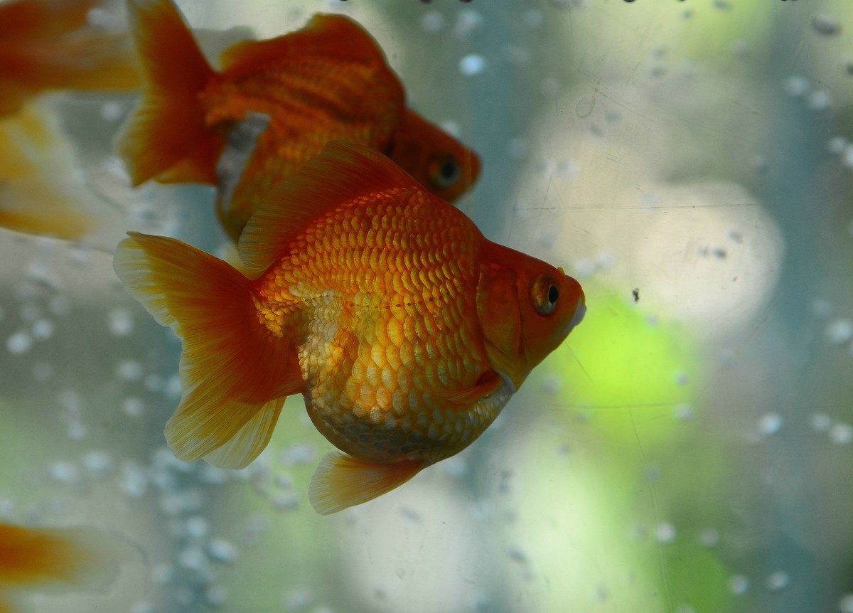 动物园的观赏鱼。