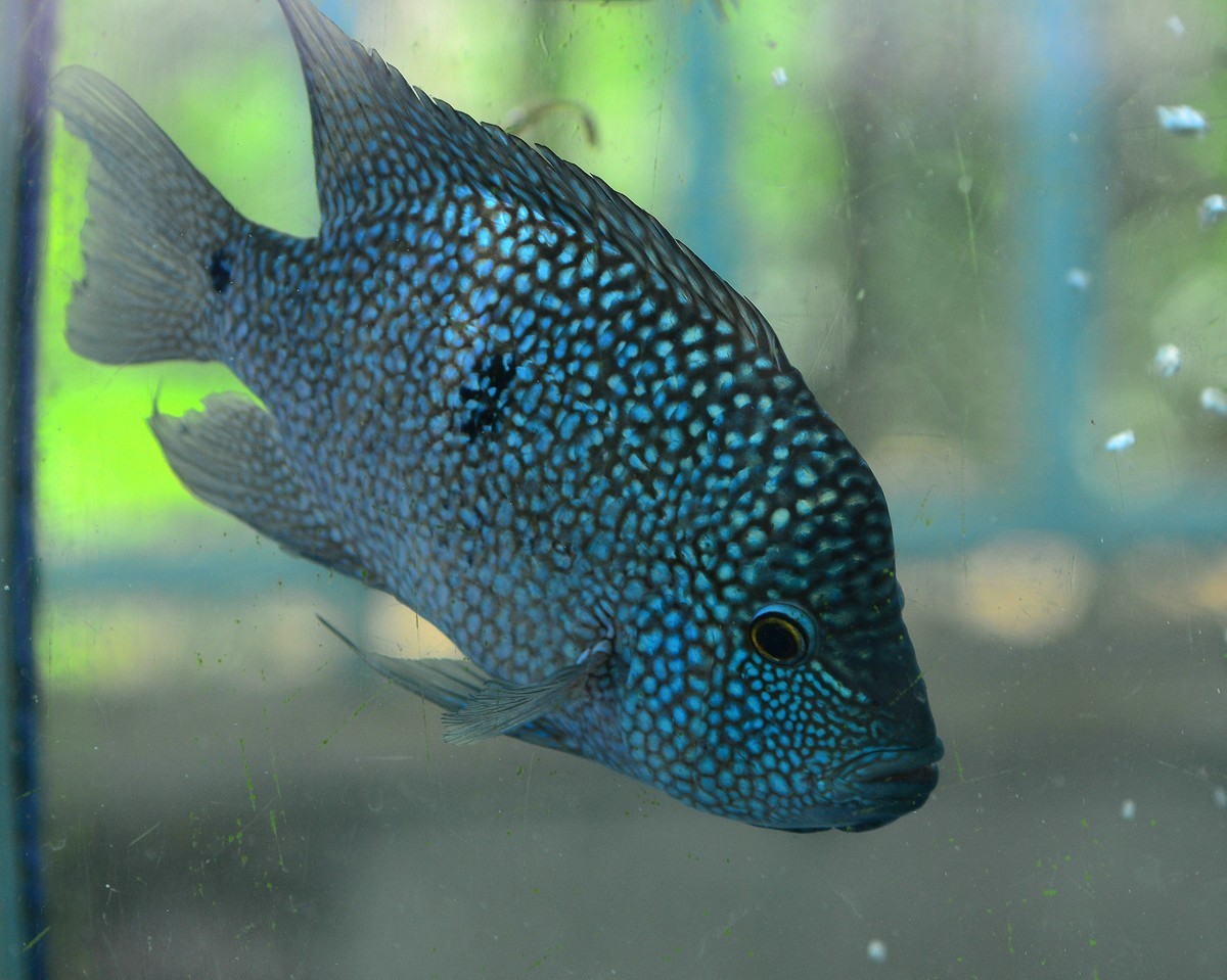 动物园的观赏鱼。