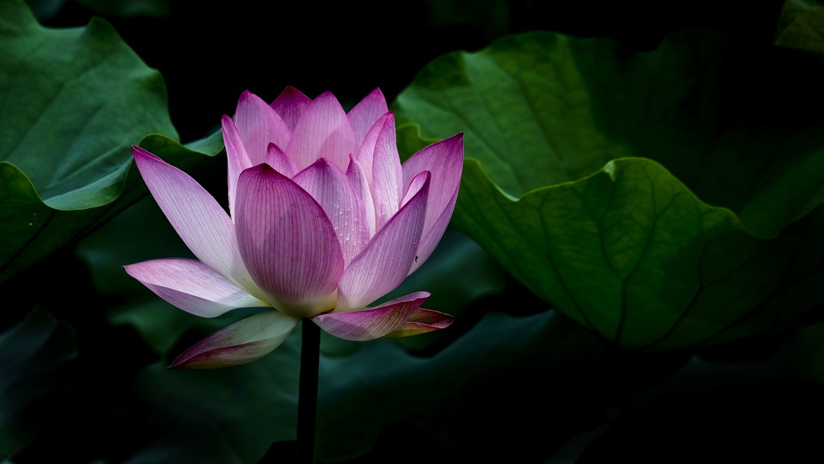 夏日荷影（二）