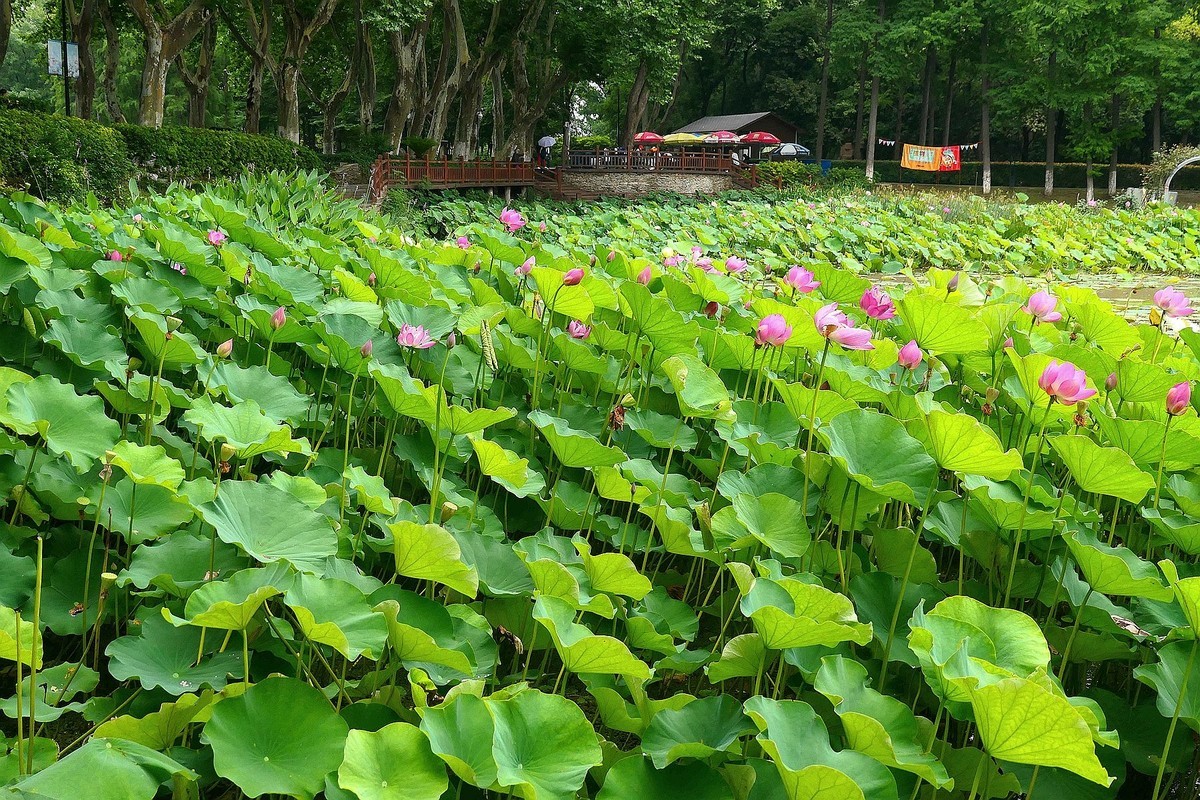 植物园荷花