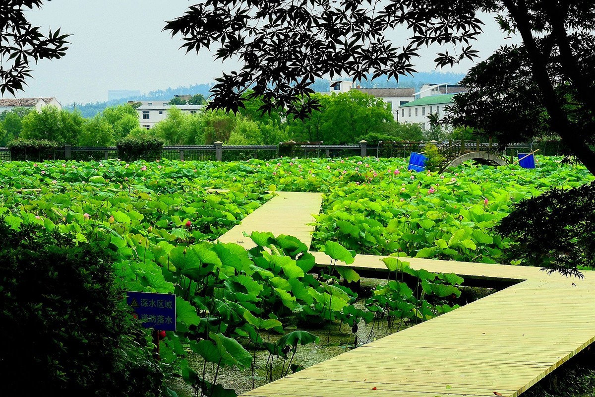 植物园荷花