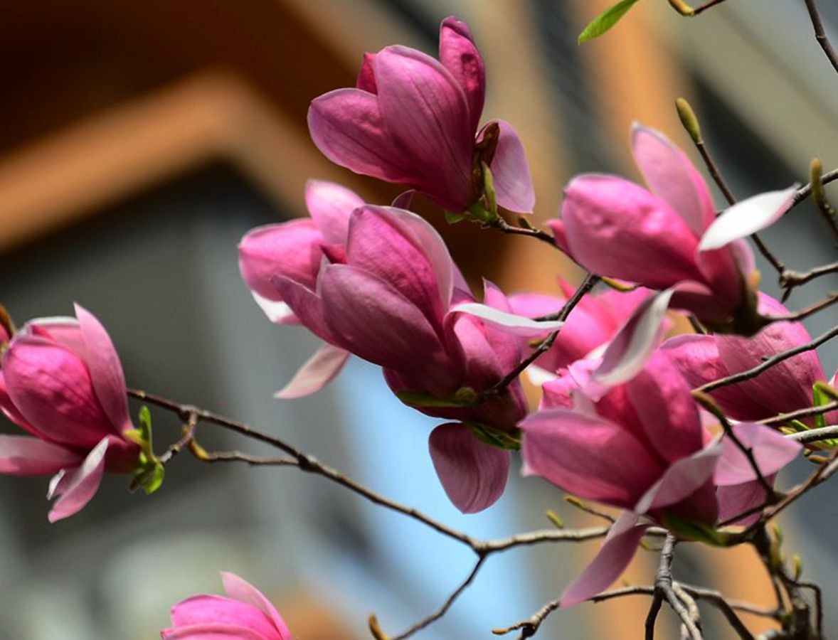 花卉系列【3320】