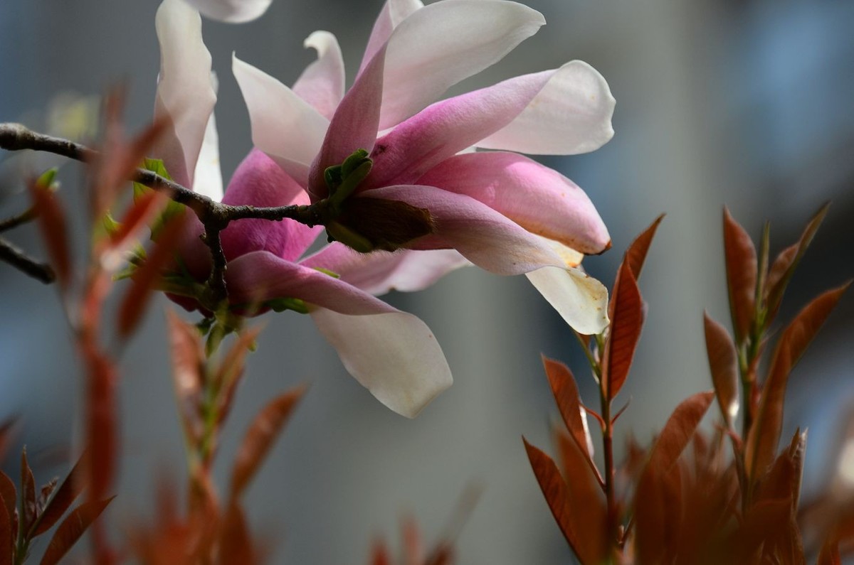 花卉系列【3320】