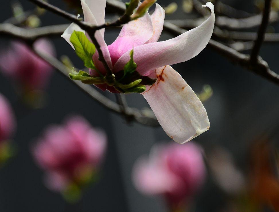 花卉系列【3320】