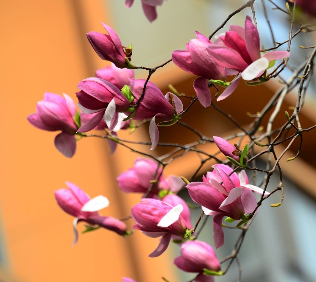 花卉系列【3320】