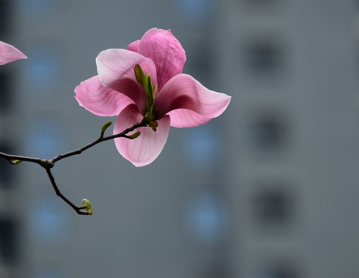 花卉系列【3321】