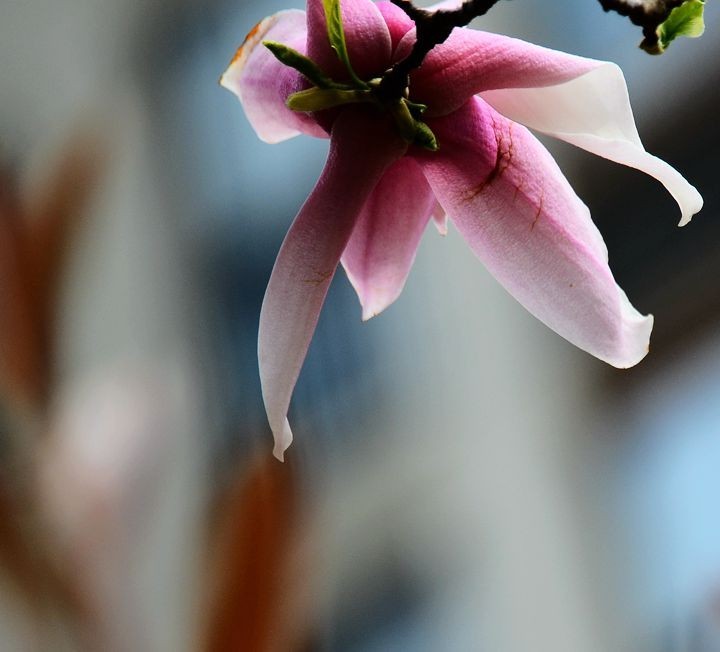 花卉系列【3321】