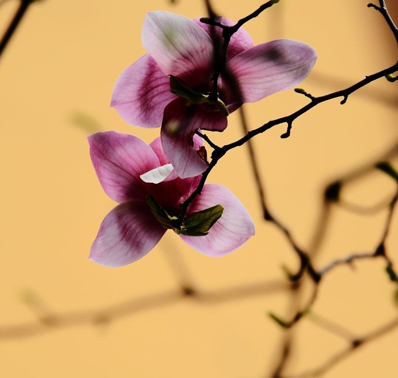 花卉系列【3321】