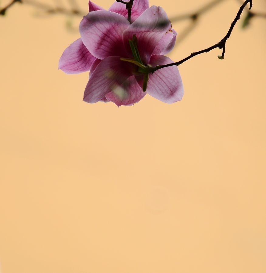 花卉系列【3321】