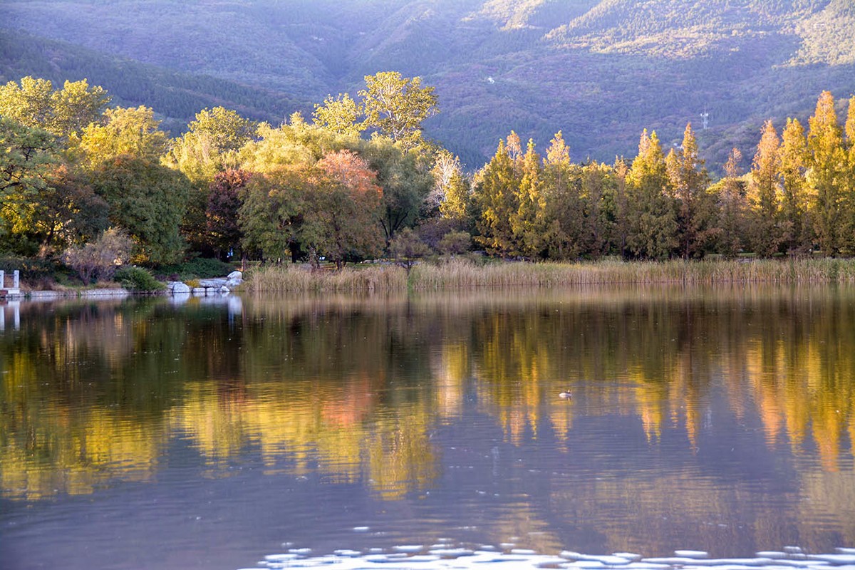 #留住美丽秋天# 植物园秋色