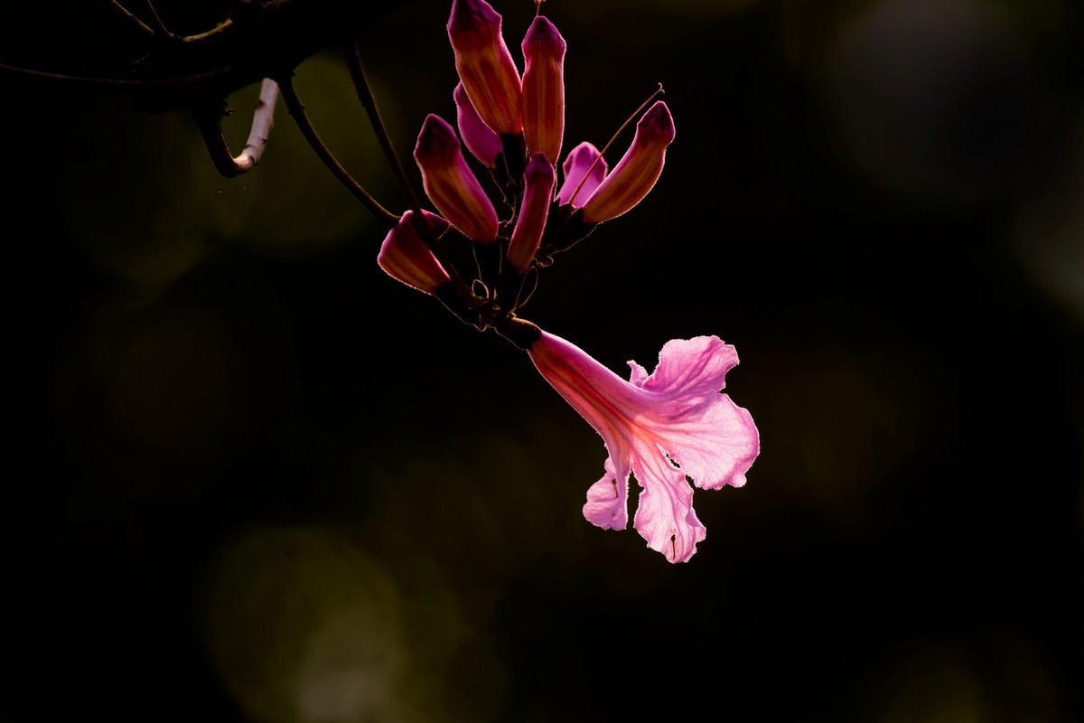 粉红色风玲花（二）