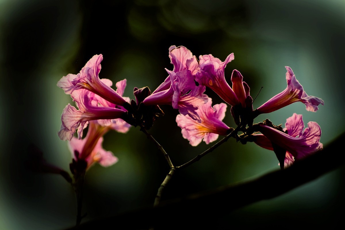 粉红色风玲花（二）
