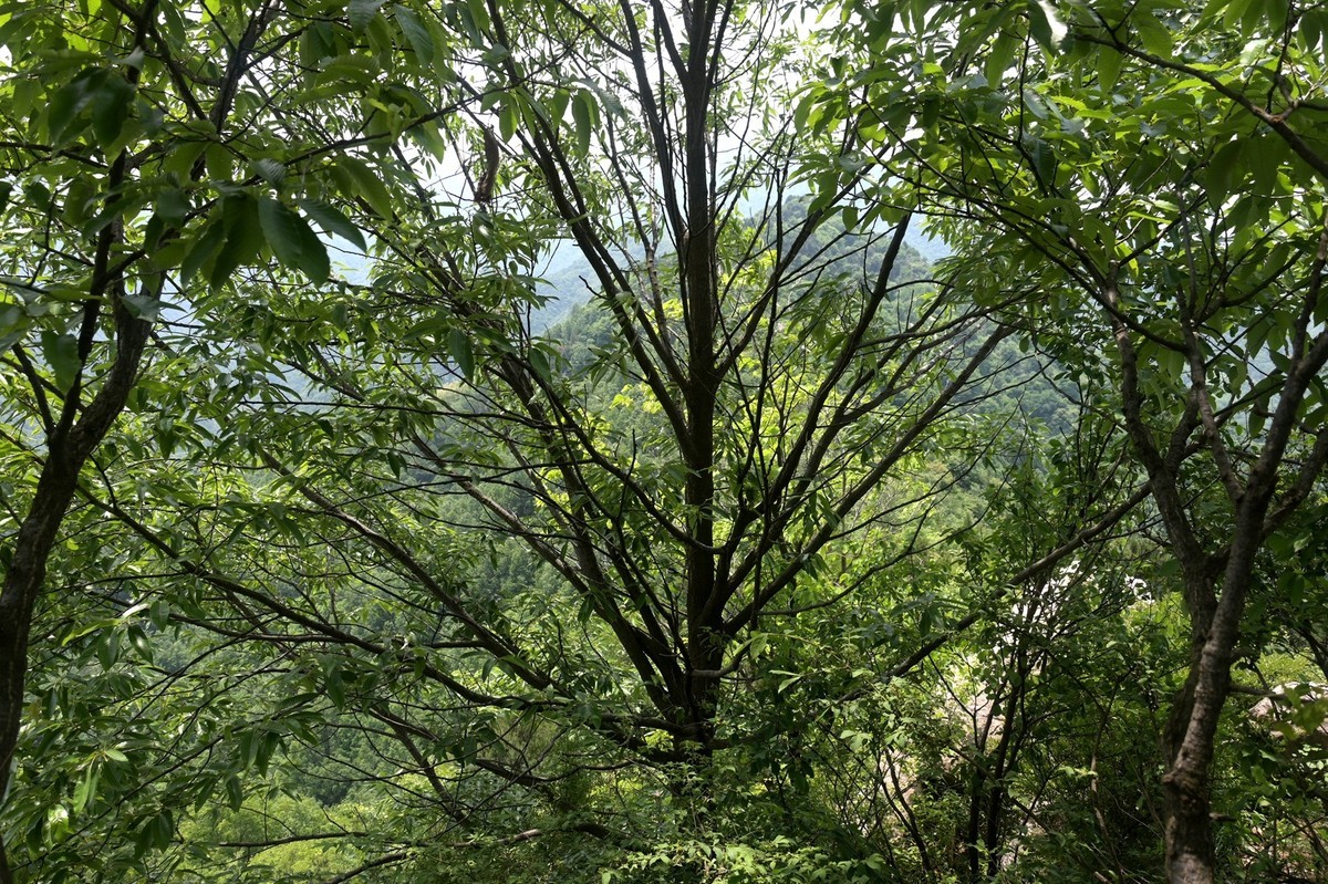 秦岭小五台风光（尼康Z7II微单与单反半画幅镜头相接的出片效果）