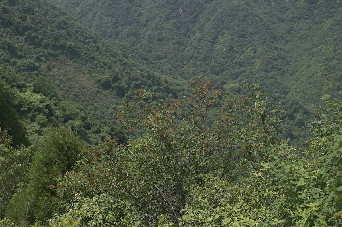 秦岭小五台风光（尼康Z7II微单与单反半画幅镜头相接的出片效果）