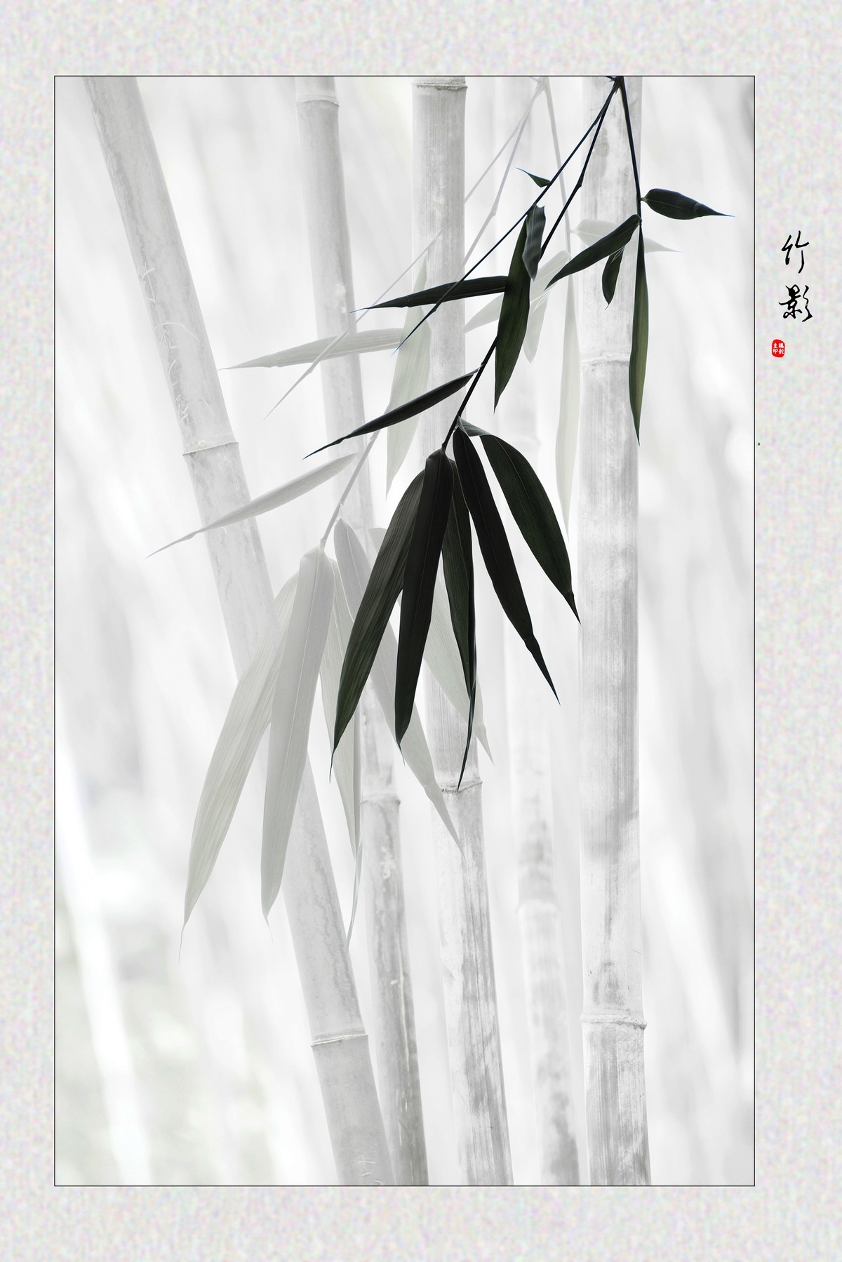 竹影-中关村在线摄影论坛
