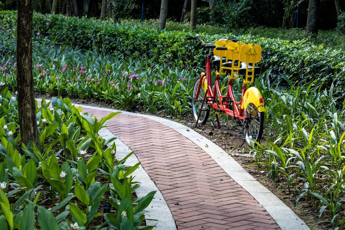 白云禁毒主题公园——姜荷花展（三）