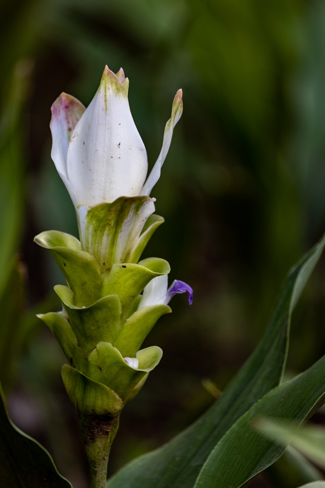 白云禁毒主题公园——姜荷花展（三）