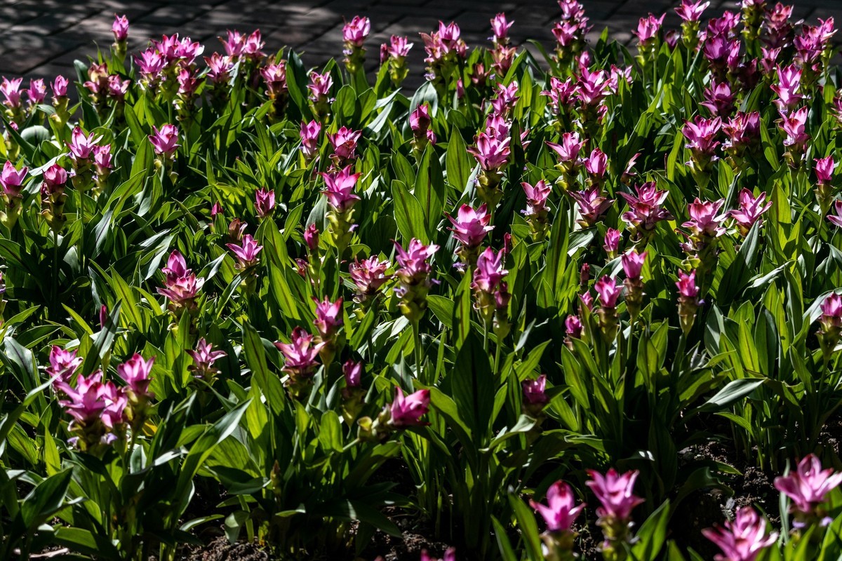 白云禁毒主题公园——姜荷花展（三）