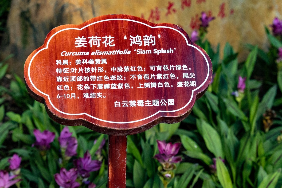 白云禁毒主题公园——姜荷花展（三）