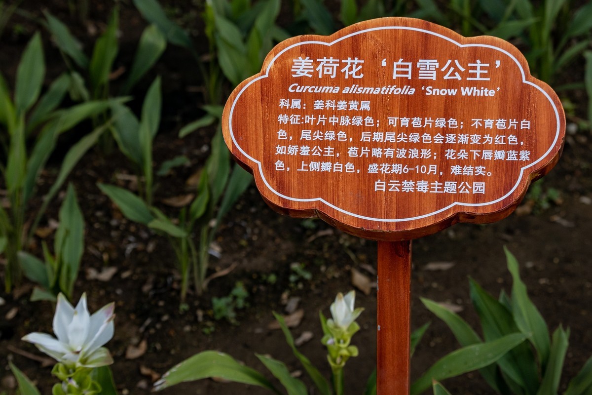 白云禁毒主题公园——姜荷花展（三）