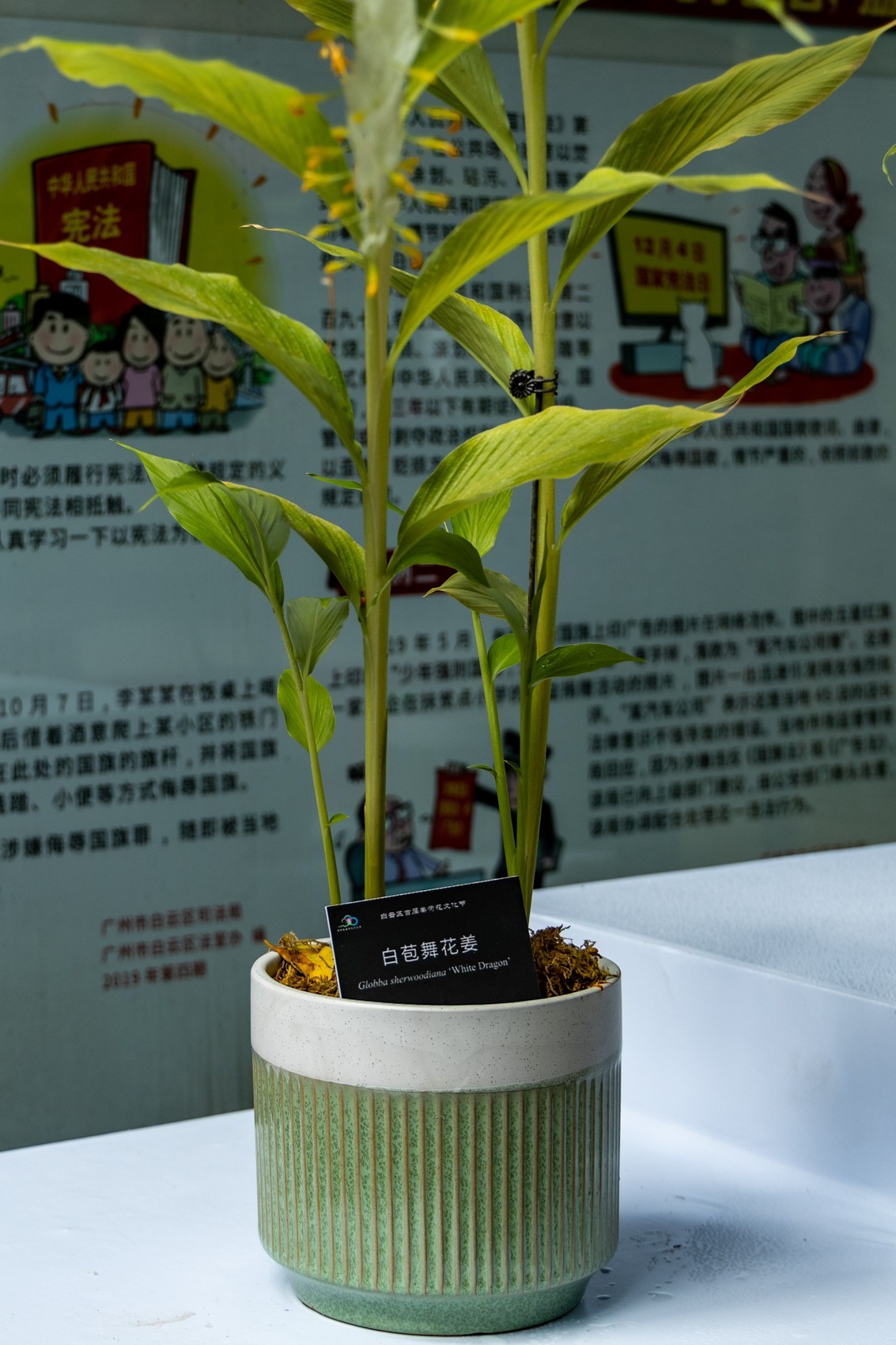 白云禁毒主题公园——姜荷花展（三）