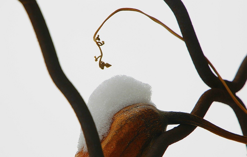 【不老松：纪实摄影】下雪天拍雪！（在室内通过防盗窗！）