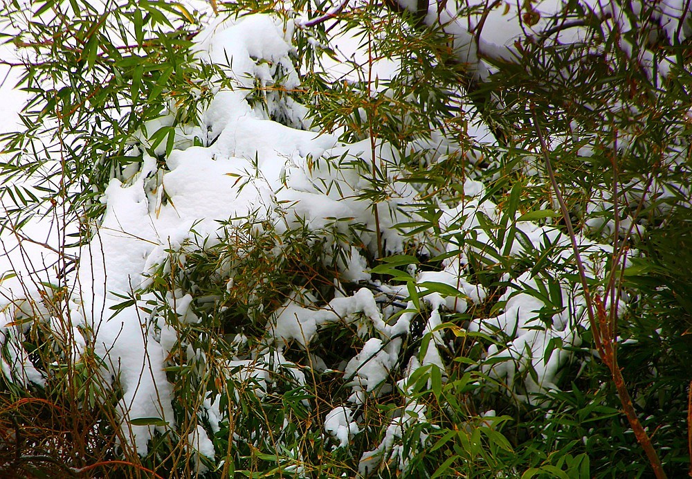 【不老松：纪实摄影】下雪天拍雪！（在室内通过防盗窗！）