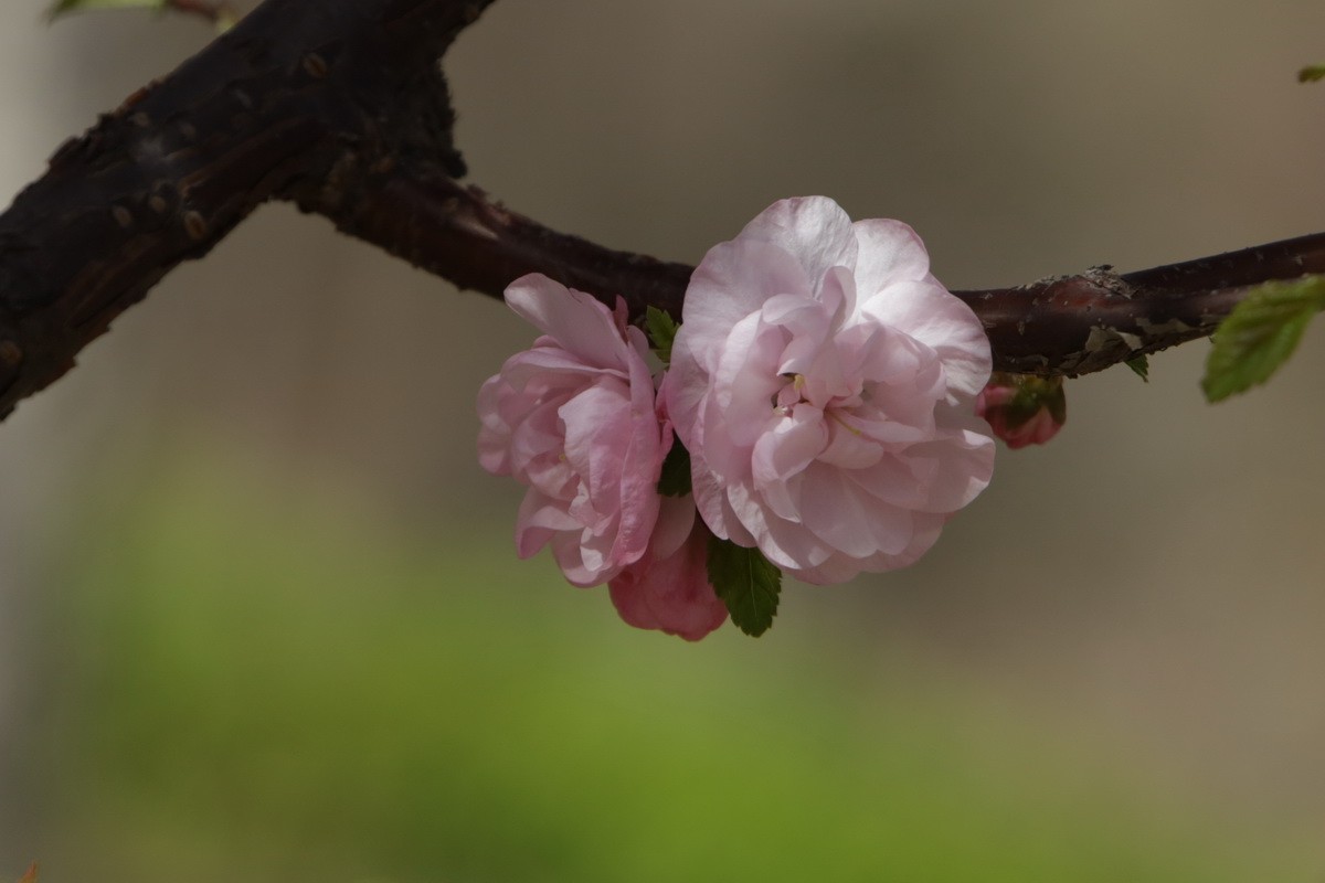 关东百花园（356）——榆叶梅