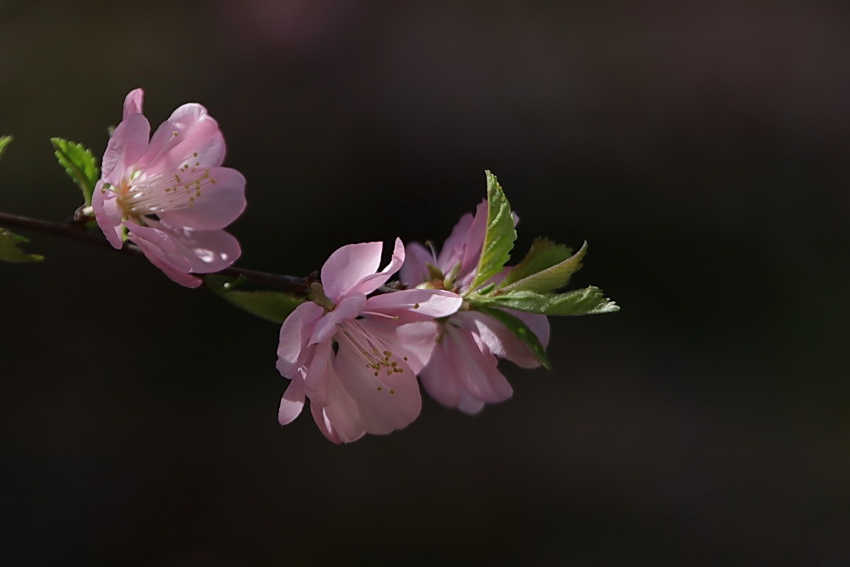 关东百花园（356）——榆叶梅