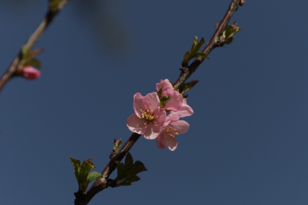 关东百花园（356）——榆叶梅