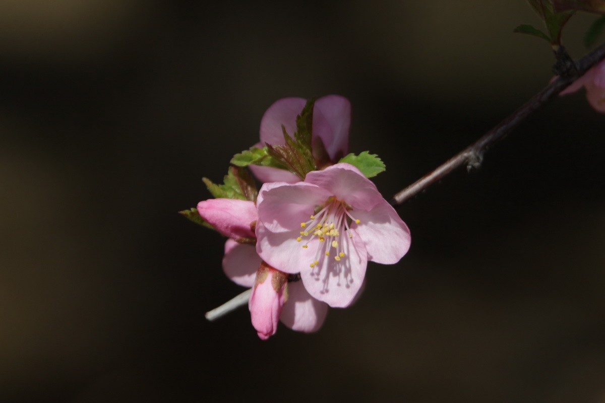 关东百花园（356）——榆叶梅