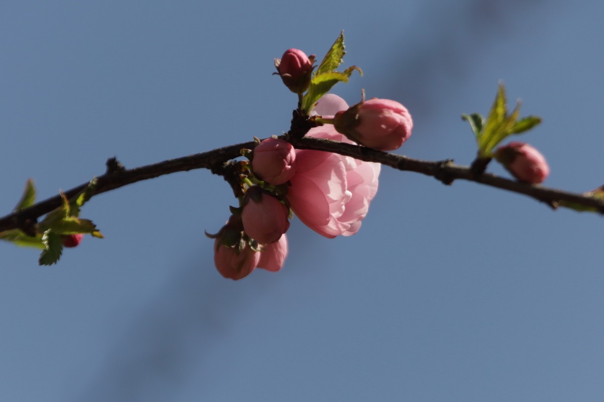 关东百花园（356）——榆叶梅