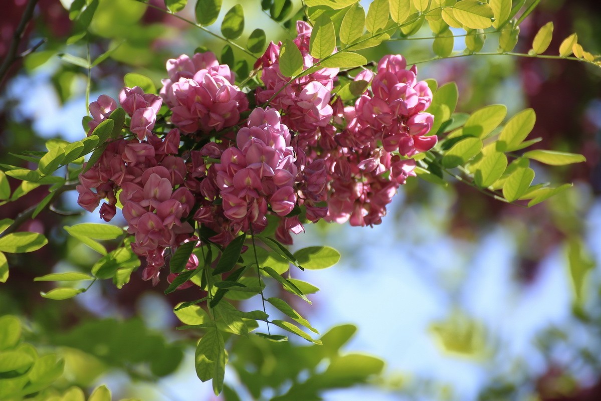 2024081 紫槐花开挂枝头 （3）