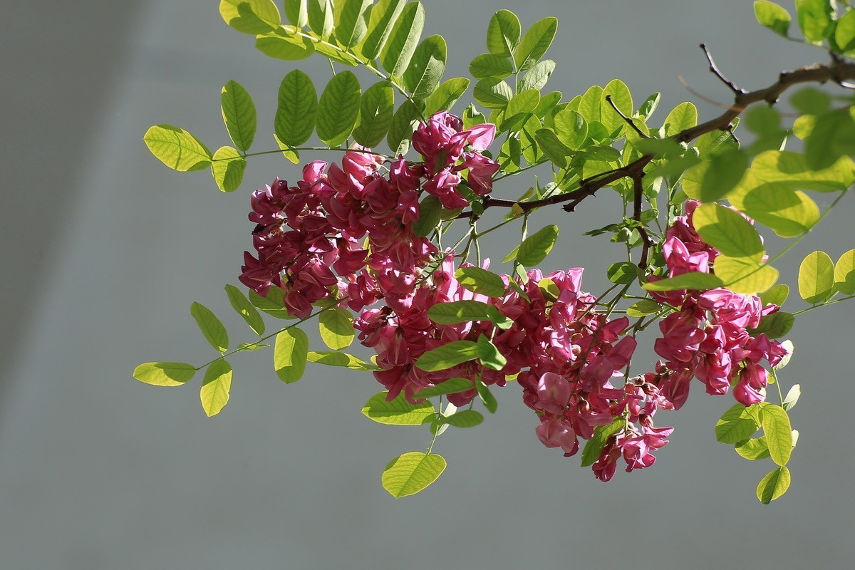 2024081 紫槐花开挂枝头 （3）