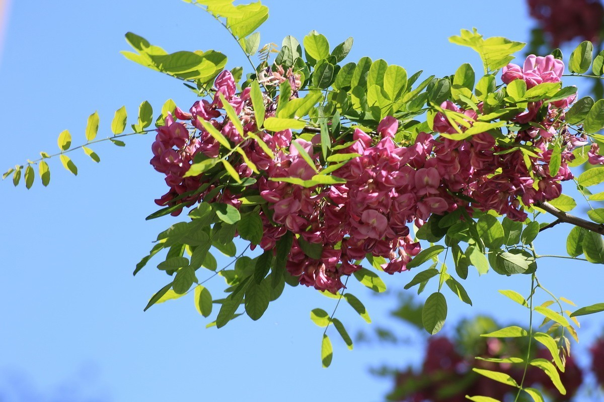 2024081 紫槐花开挂枝头 （3）