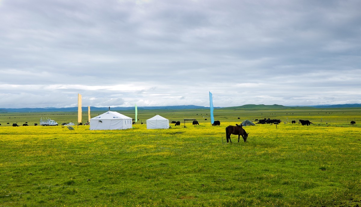 自驾若尔盖—阿坝草原光影