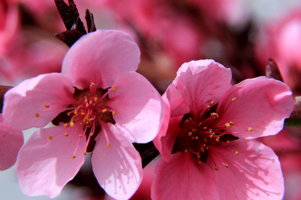 采得百花成蜜后  为谁辛苦为谁甜  （48mm接圈）