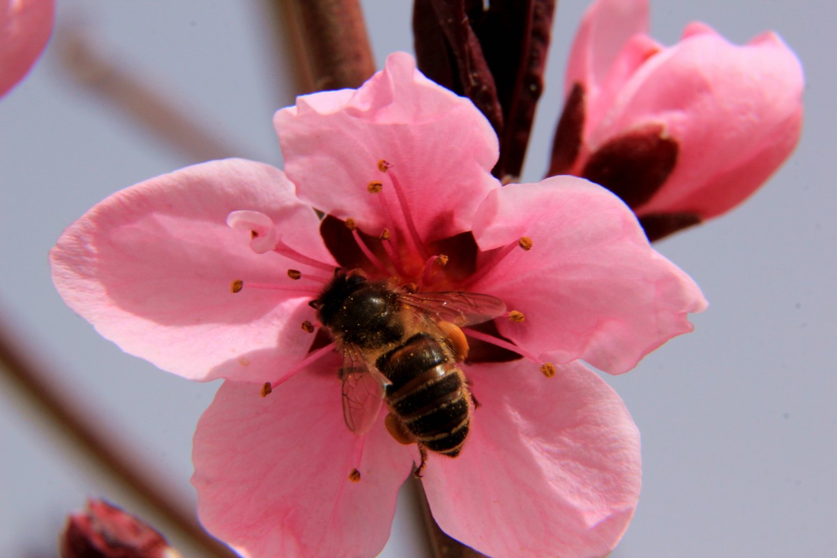 采得百花成蜜后  为谁辛苦为谁甜  （48mm接圈）