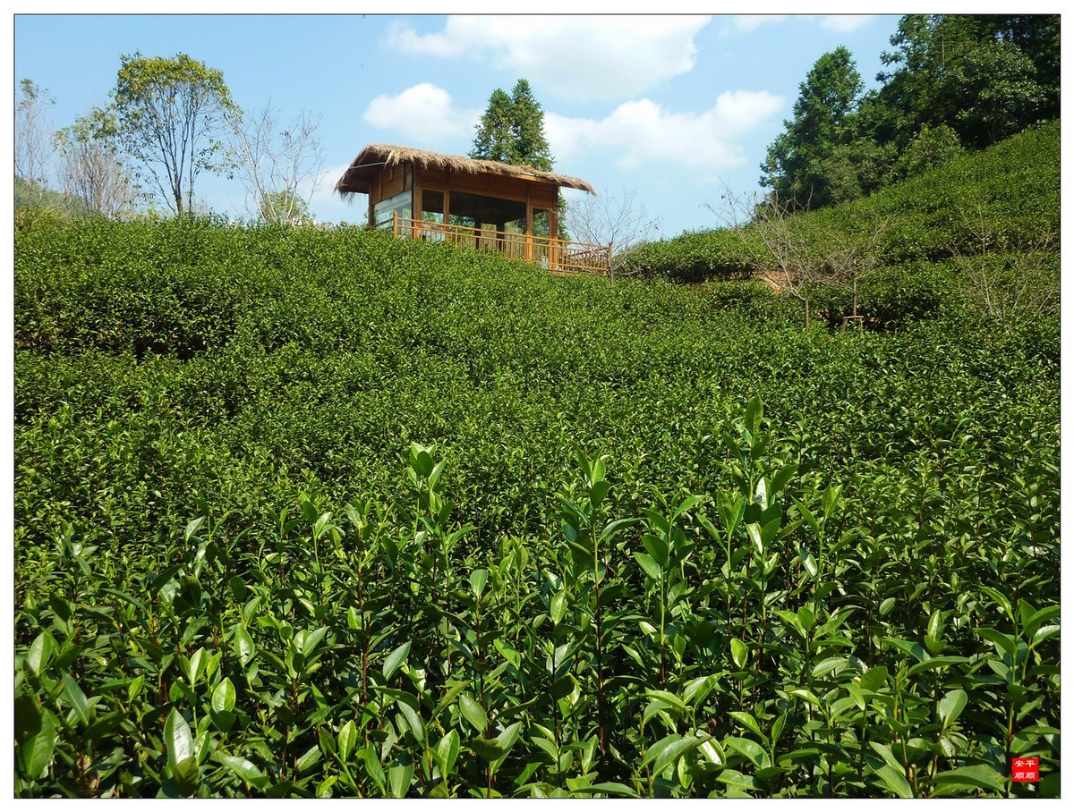 #留住美丽秋天#------福建南平武夷山燕子窠生态茶园