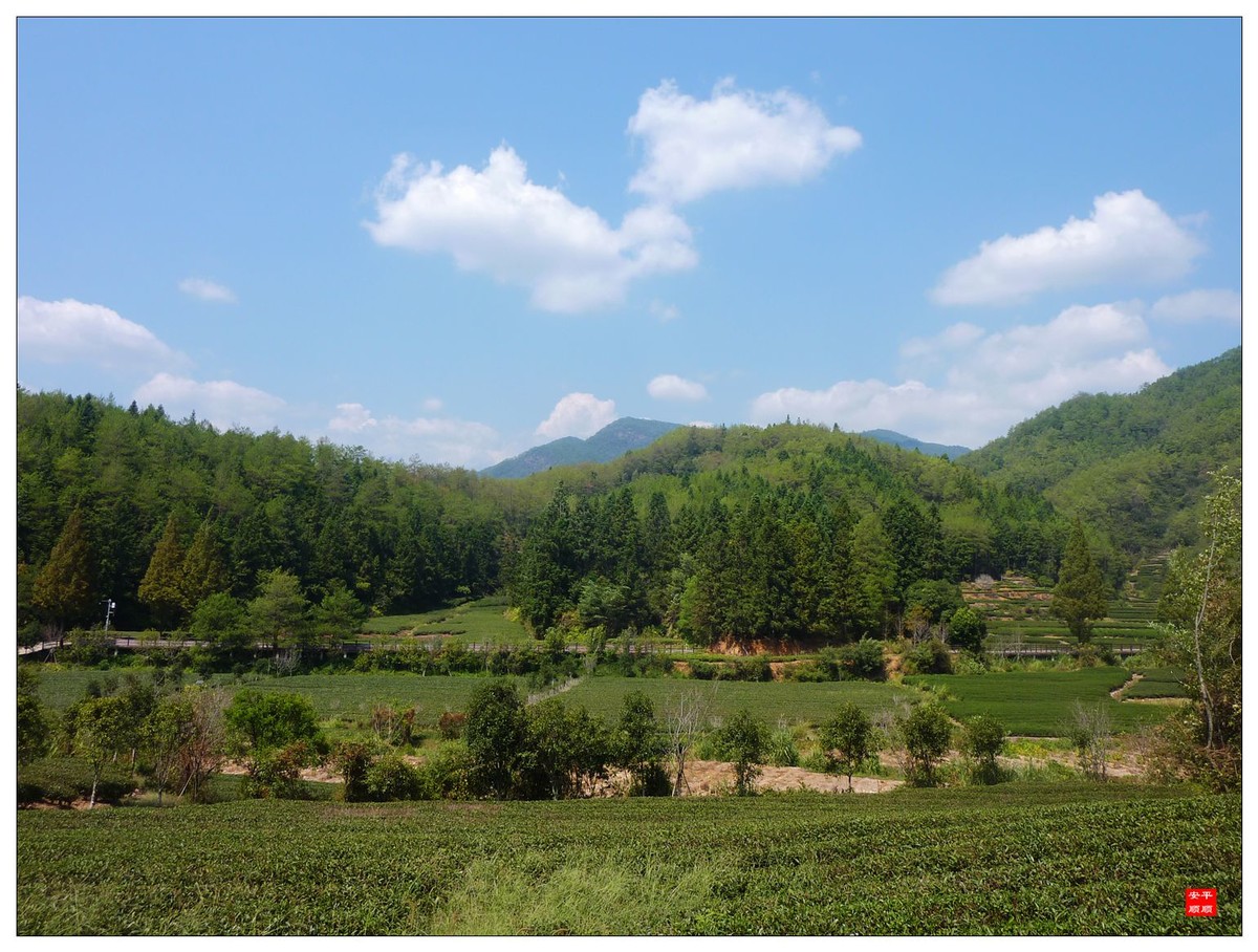 #留住美丽秋天#------福建南平武夷山燕子窠生态茶园
