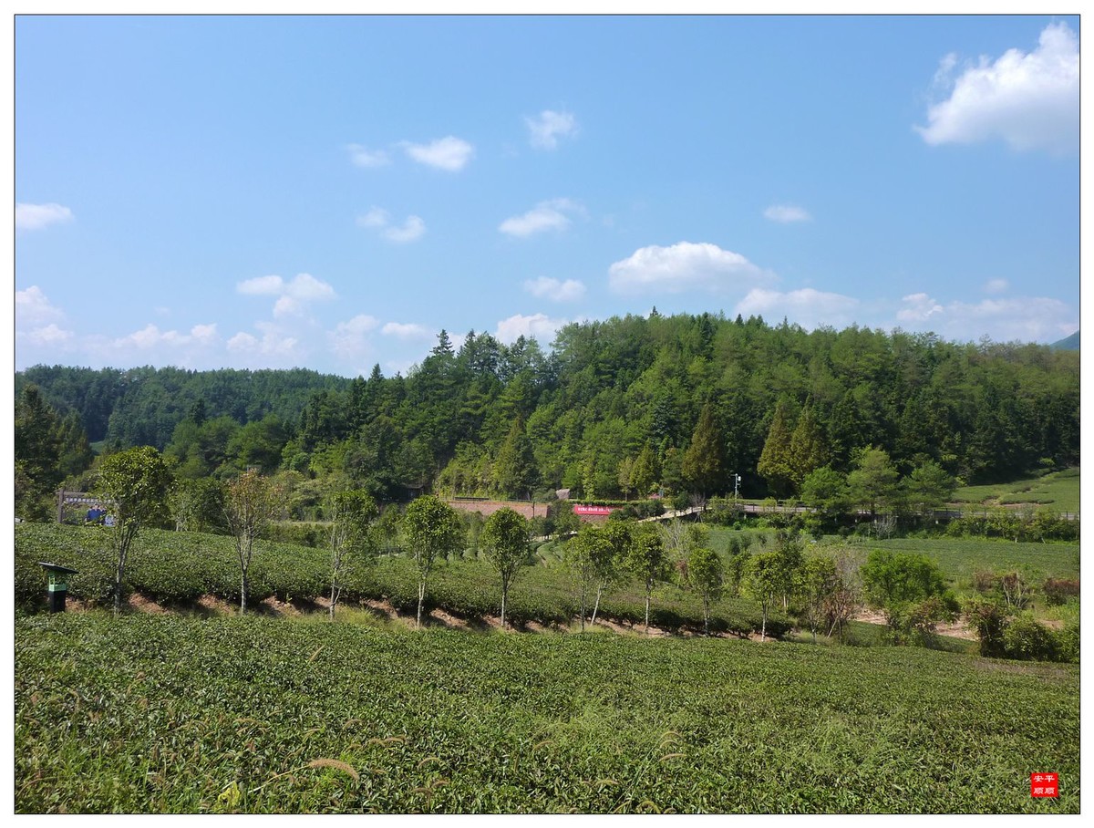 #留住美丽秋天#------福建南平武夷山燕子窠生态茶园