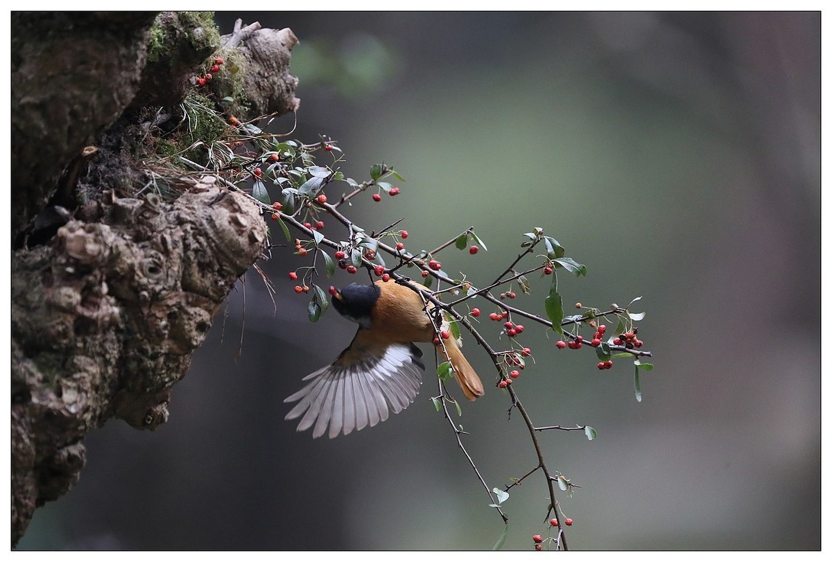 爱吃野果的红尾水驹（二）
