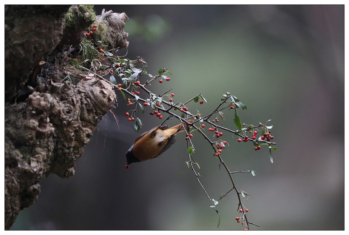 爱吃野果的红尾水驹（二）