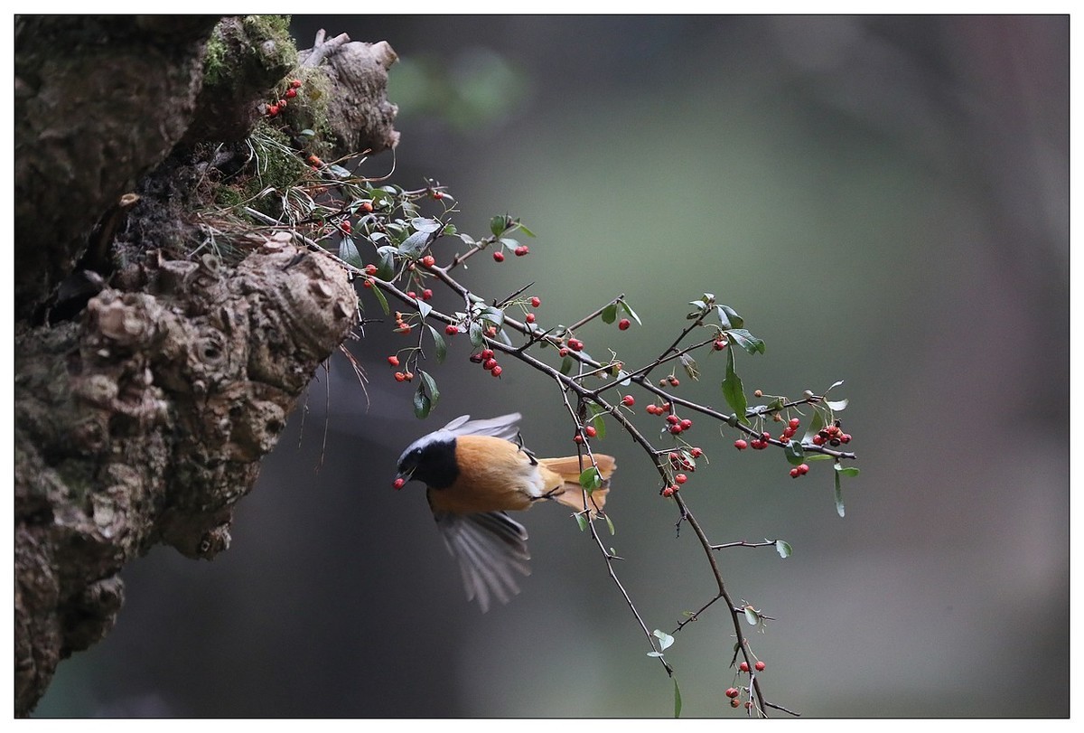 爱吃野果的红尾水驹（二）