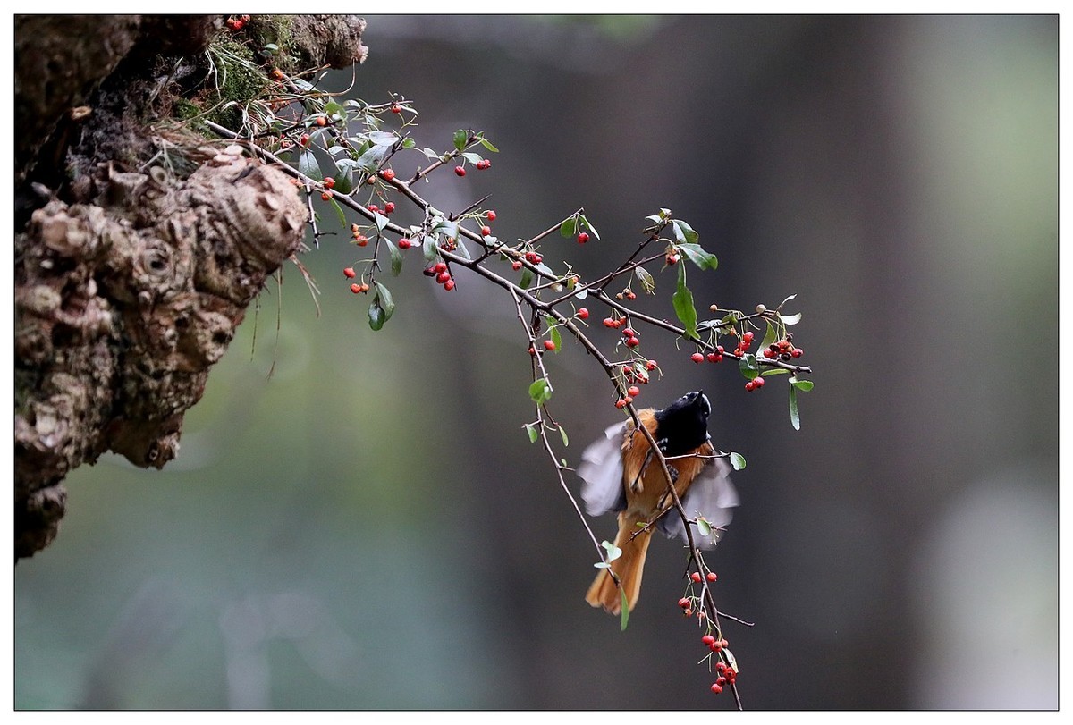 爱吃野果的红尾水驹（二）