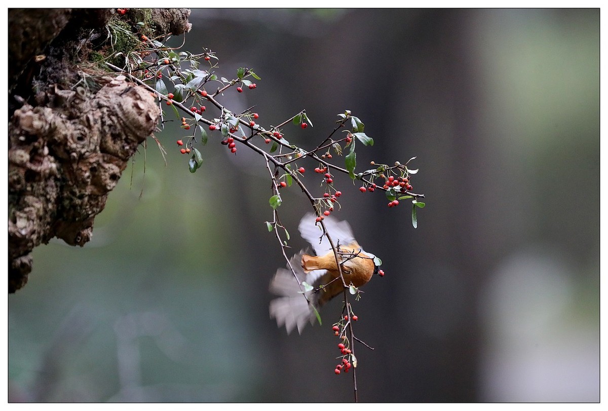 爱吃野果的红尾水驹（二）
