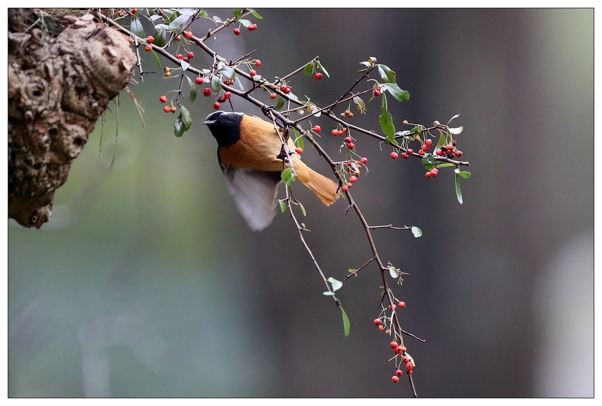 爱吃野果的红尾水驹（二）